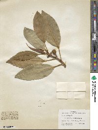 Ficus benghalensis var. krishnae image