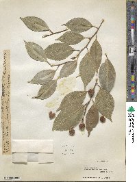 Ficus benjamina image