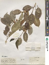 Ficus benjamina image