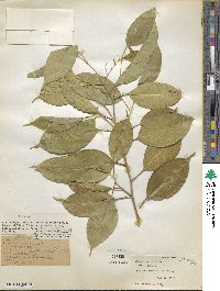 Ficus benjamina image