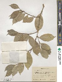 Ficus benjamina image