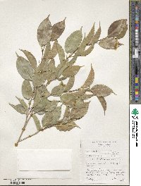 Ficus benjamina image