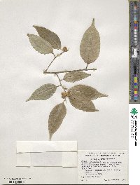 Ficus benjamina image