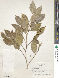 Ficus benjamina image