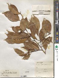 Ficus benjamina image