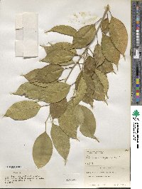 Ficus benjamina image