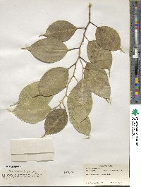 Ficus benjamina image