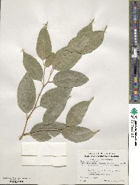 Ficus benjamina image