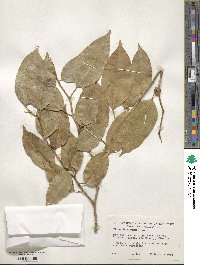 Ficus benjamina image