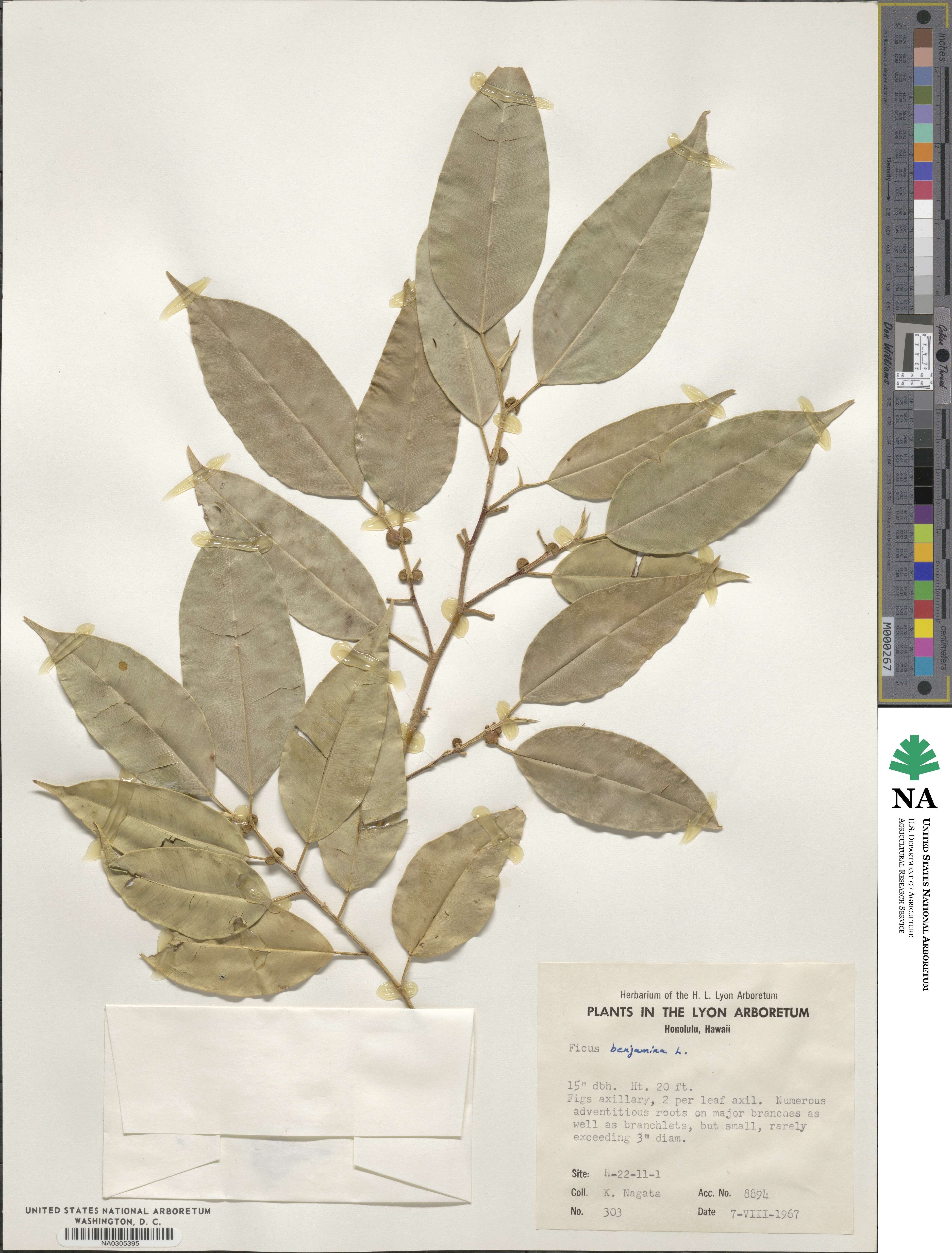 Ficus benjamina image