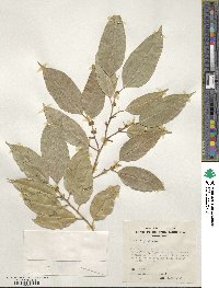 Ficus benjamina image