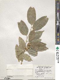 Ficus benjamina image