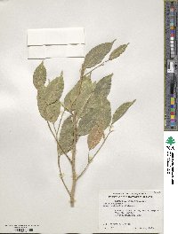 Ficus benjamina image