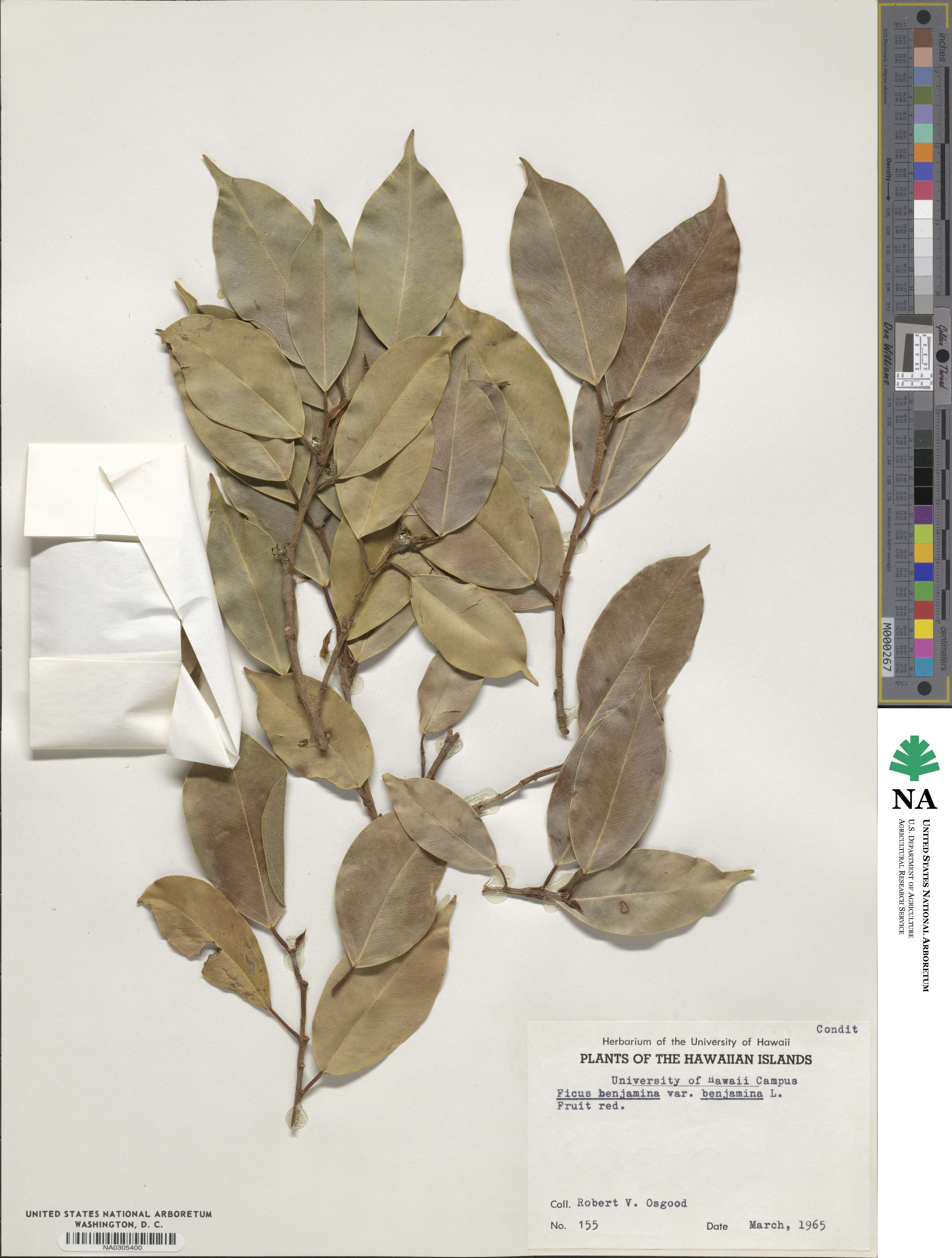 Ficus benjamina image