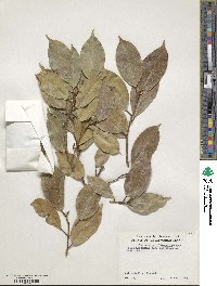 Ficus benjamina image