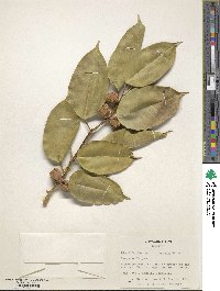 Ficus benjamina image