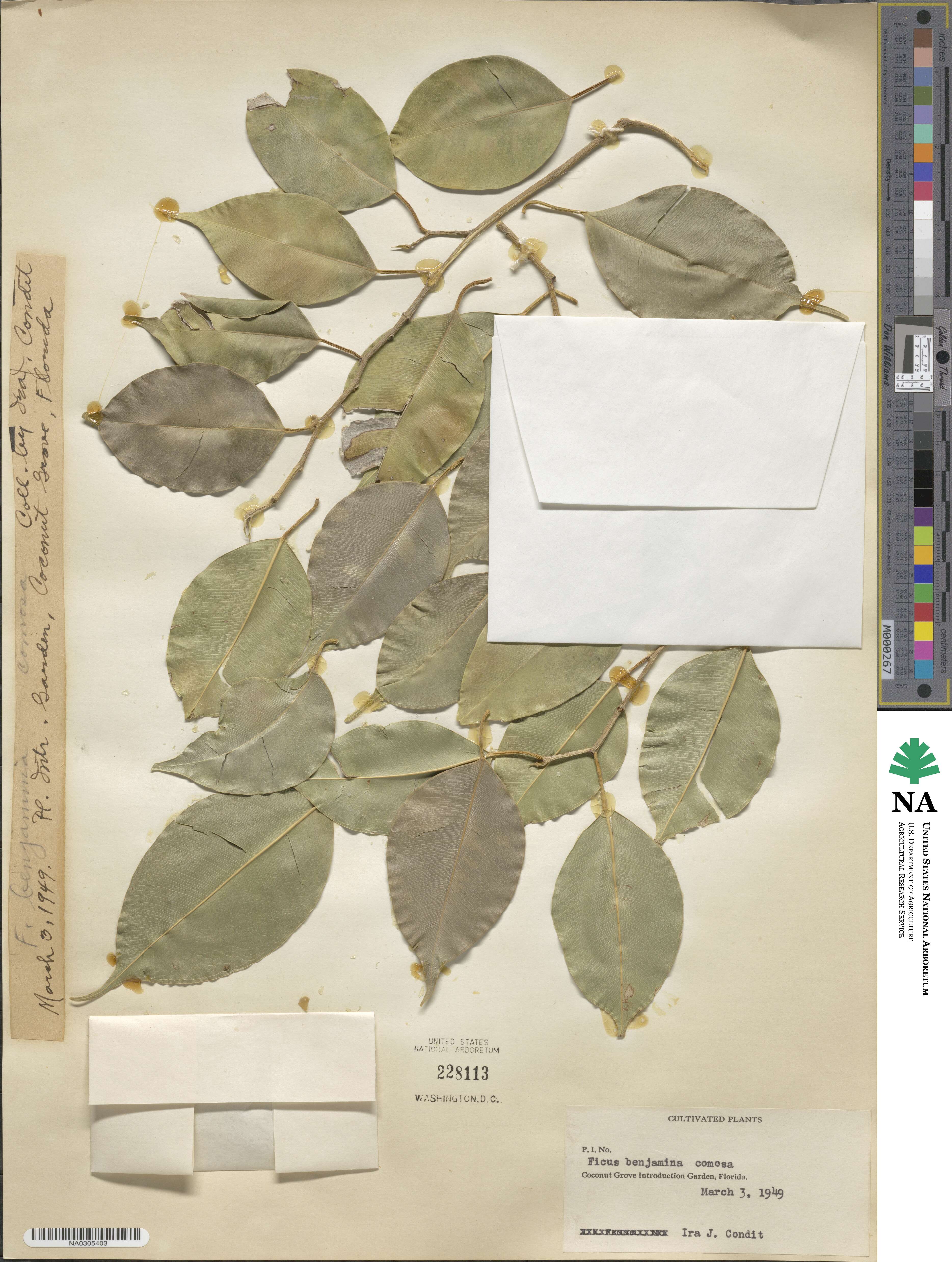 Ficus benjamina var. comosa image