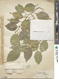 Ficus benjamina image