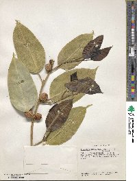 Ficus benjamina image