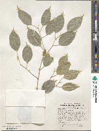 Ficus benjamina image