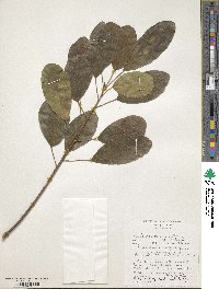 Ficus thonningii image