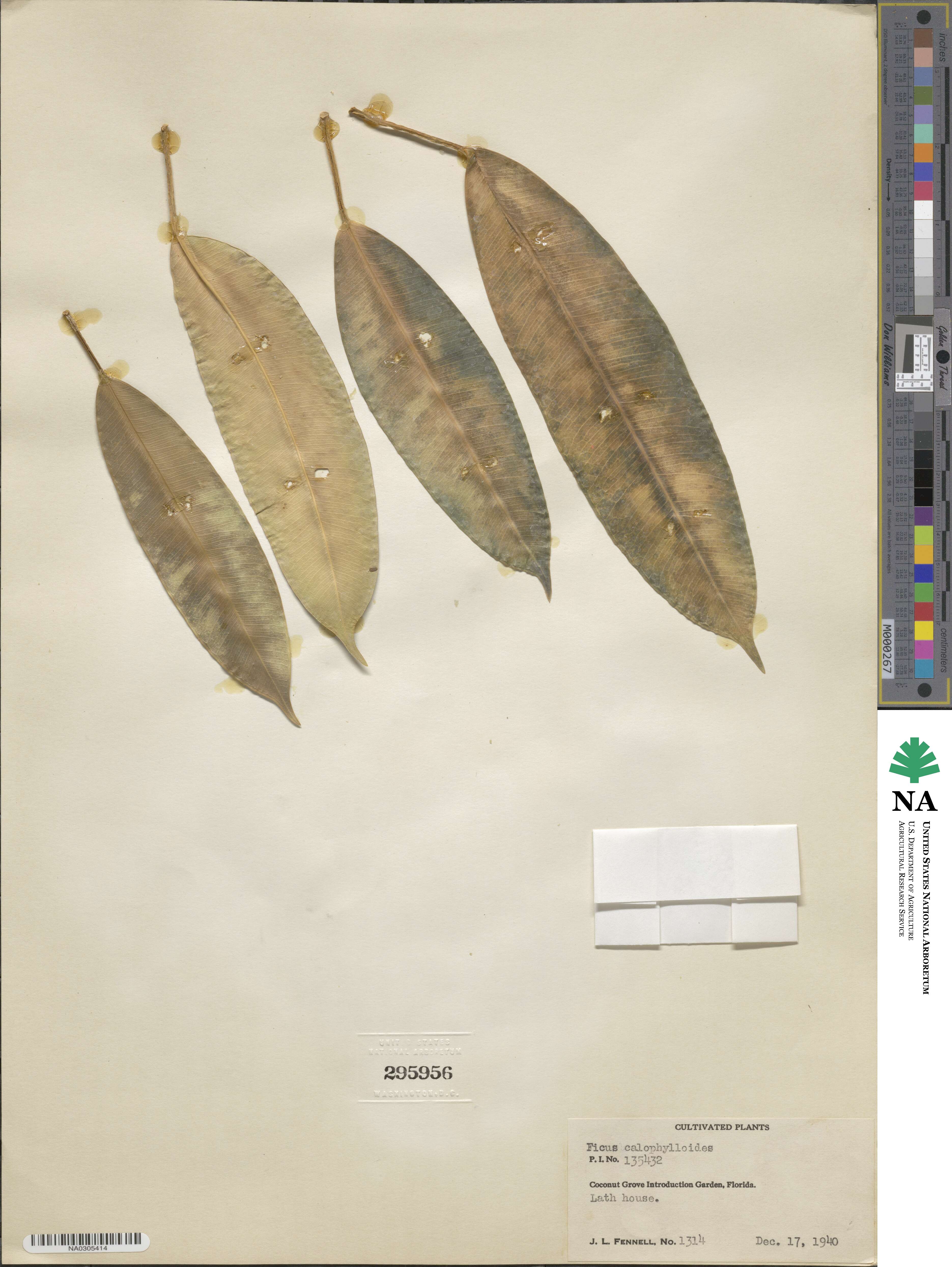 Ficus subcordata image