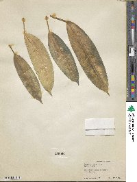 Ficus subcordata image