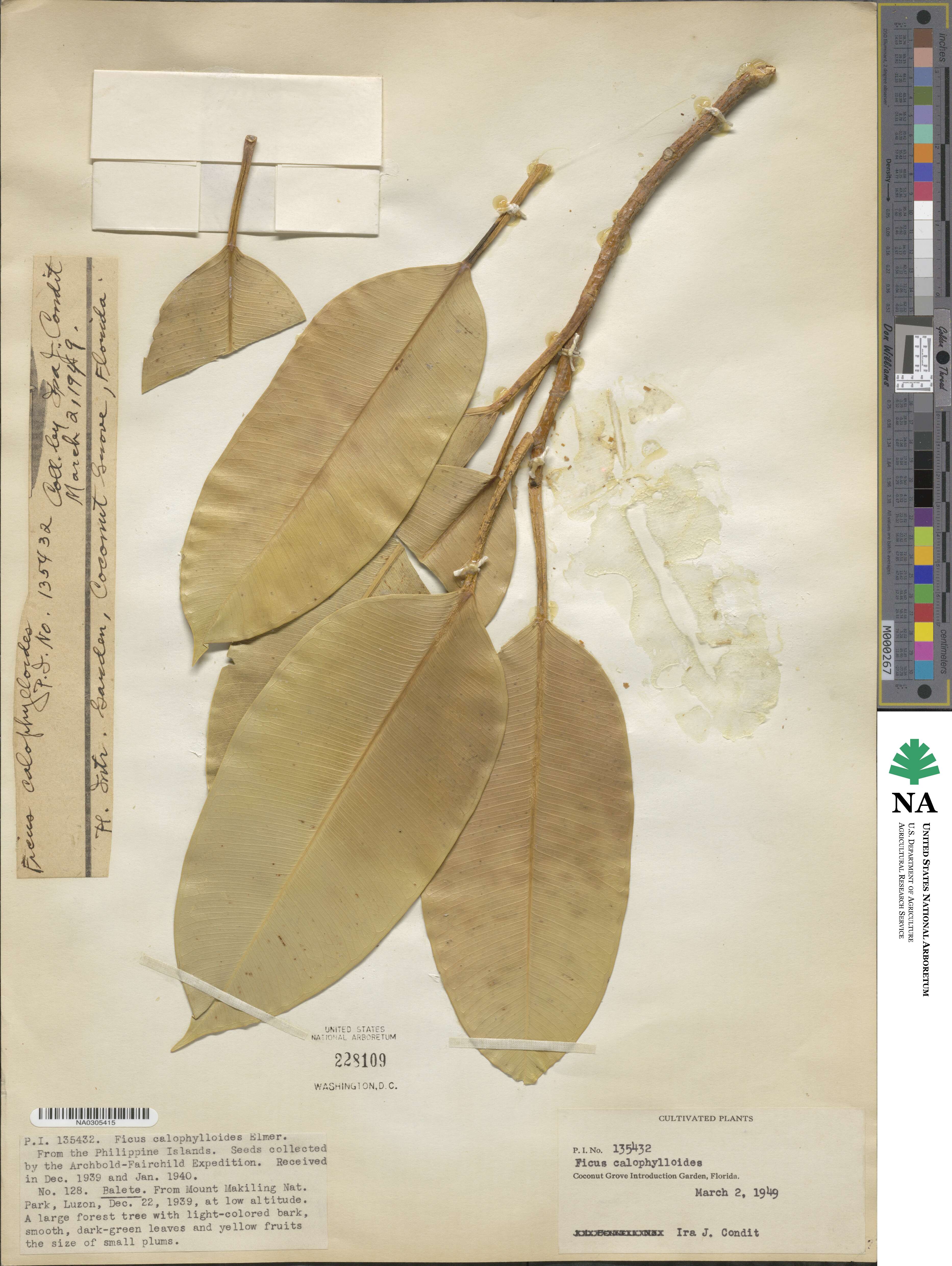 Ficus subcordata image