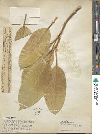 Ficus subcordata image