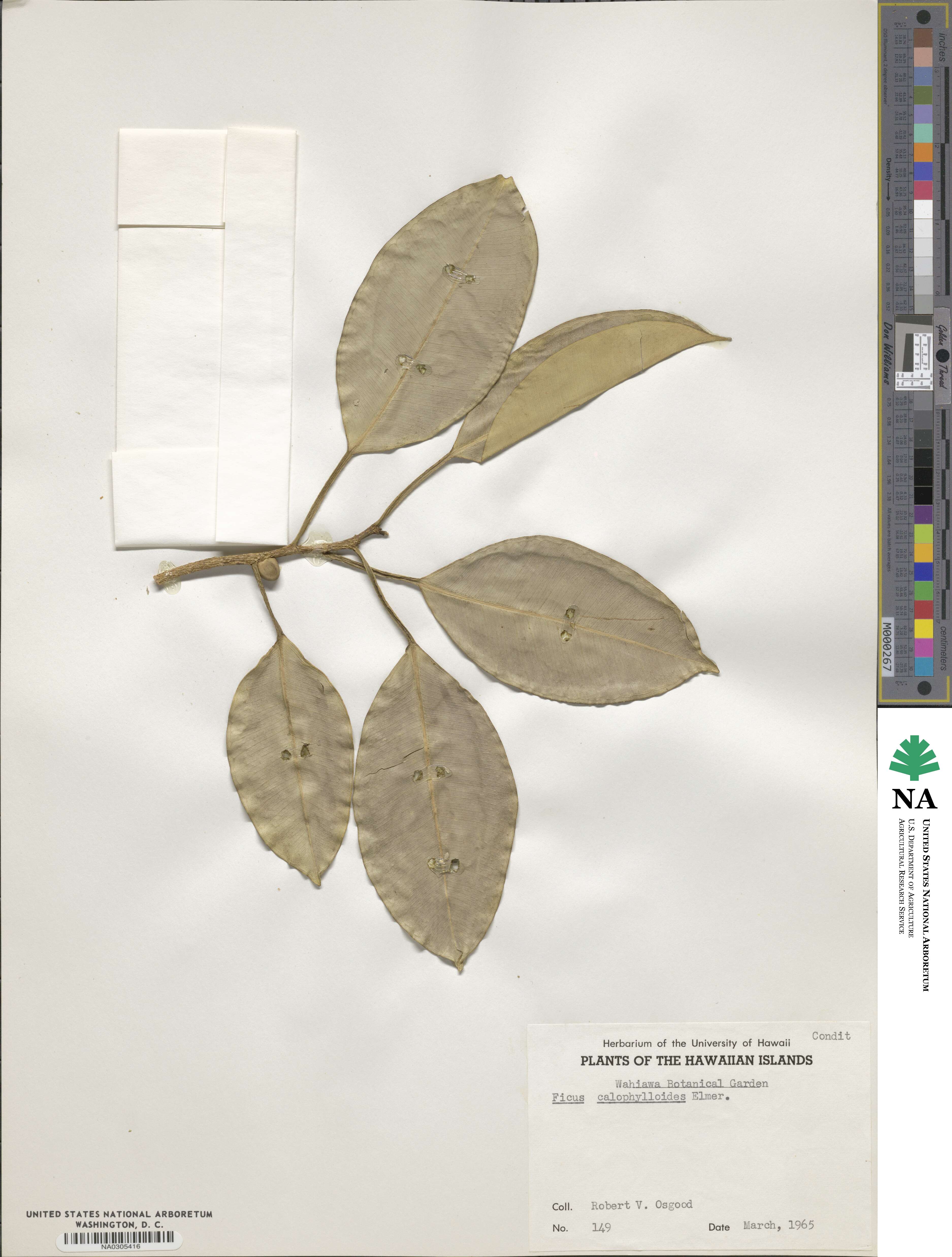 Ficus subcordata image