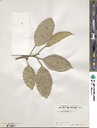 Ficus subcordata image