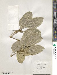 Ficus subcordata image