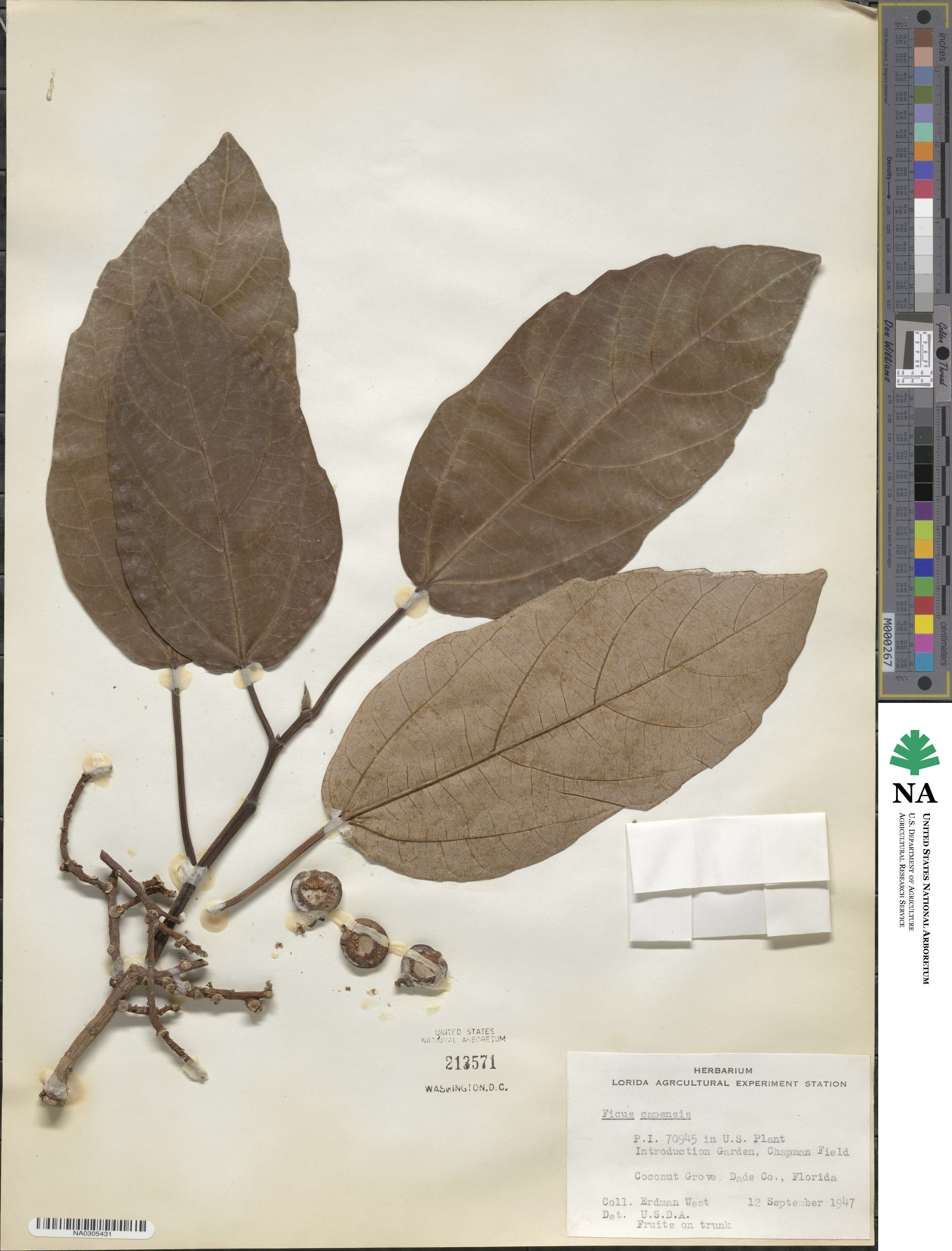 Ficus capensis image