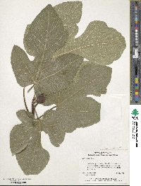 Ficus carica image