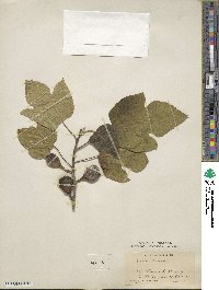 Ficus carica image