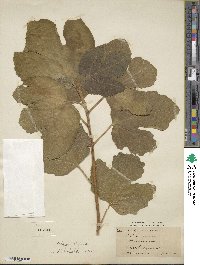 Ficus carica image