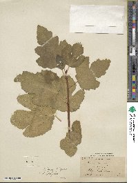 Ficus carica image