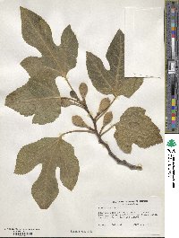 Ficus carica image