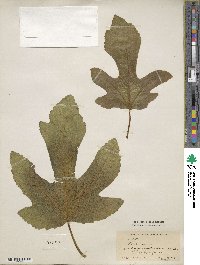 Ficus carica image