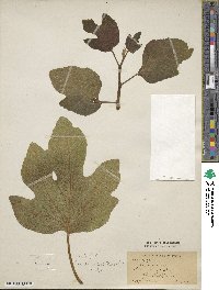 Ficus carica image