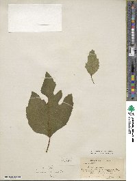 Ficus carica image