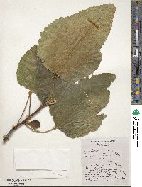 Ficus carica image