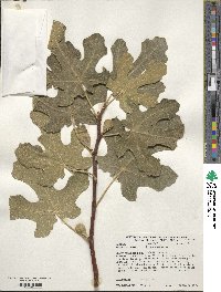 Ficus carica image