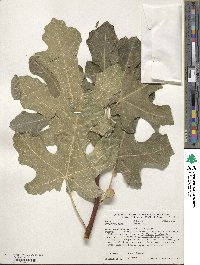 Ficus carica image