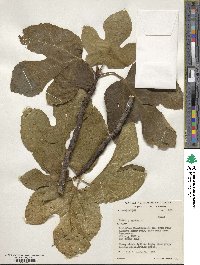 Ficus carica image