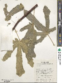 Ficus carica image