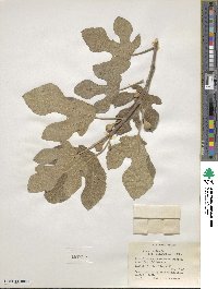 Ficus carica image