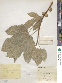 Ficus carica image