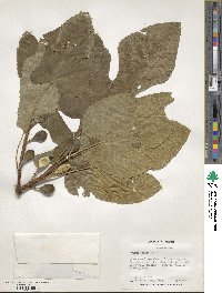 Ficus carica image