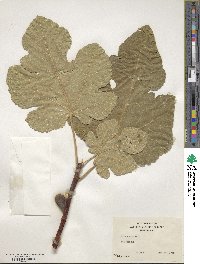 Ficus carica image